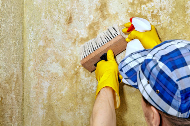 Best Emergency Mold Remediation  in North Bonneville, WA