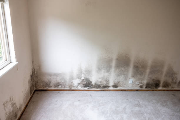 Best Mold Prevention Services  in North Bonneville, WA